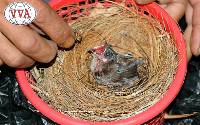 Cách chăm sóc chào mào non hiệu quả